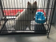 -1013 PET SHOP 宠物商店(近铁城市广场店)