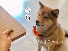 -柴务处·柴犬主题狗咖