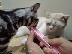 -藏猫猫咖啡主题馆(中央大道店)