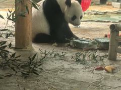 -西霞口神雕山野生动物世界