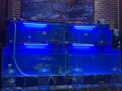 -姜君·千岛湖鱼头馆(浦东大道店)