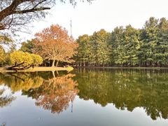 -上海共青森林公园