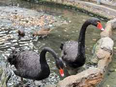 -南宫五洲植物乐园