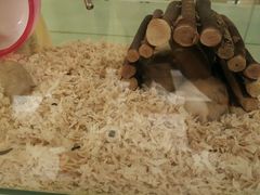 -龙猫仔乐园(惠福东路店)