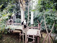 -成都大熊猫繁育研究基地