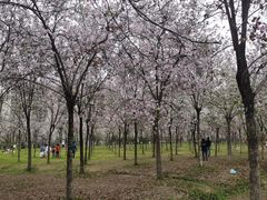 -广东花都湖国家湿地公园