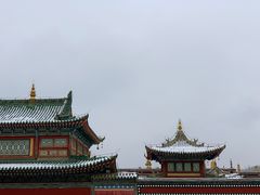 -塔尔寺-菩提树