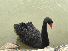 -盐城丹顶鹤湿地生态旅游区