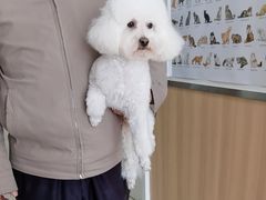 -宠福鑫康馨动物医院·骨科·眼科