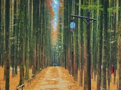 -山王坪喀斯特国家生态公园
