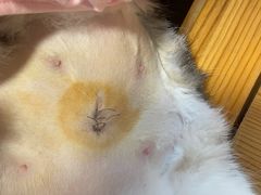 -北京恒爱动物医院(清景园分院)