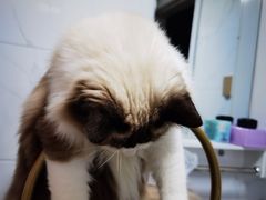 -Bastet sally猫舍购宠(静安店)