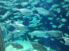-上海海洋水族馆