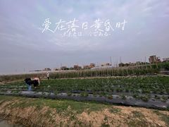 -尚果生态采摘园