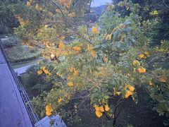 -东莞植物园
