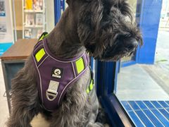 -伟伟宠物医院·CT影像中心·瑞派犬猫综合性门诊(汉口总院)