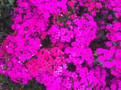 iphone_upload_pic-松山湖梦幻百花洲