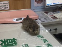 -瑞派宠物医院·24h·骨外科·皮肤科·全科宠物医疗转诊中心(沈阳浑南院)