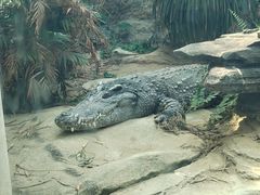 -成都动物园