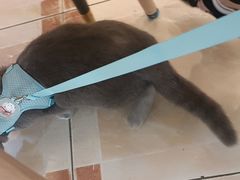 -汪喵宠物医院·骨科心脏影像·犬猫急重症ICU诊疗中心(成华分院)