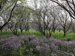 -苏州上方山国家森林公园