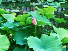 -陈家山荷花公园