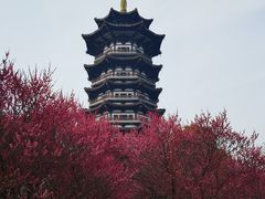 -洋湖国家湿地公园