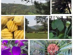 -南宁良凤江国家森林公园