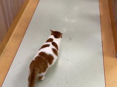 -瑞鹏宠物医院·宠保定点·心脏科·内科(御桥分院)
