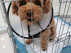 -乖乖乐动物医院(小汤山分院)