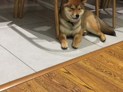 -柴务处·柴犬主题狗咖