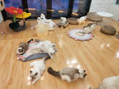 -momokira米努特·德文卷毛猫·棉花面纱犬