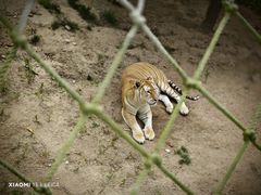 -西霞口神雕山野生动物世界
