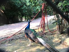 -泉州海丝野生动物世界