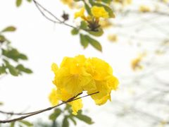 -绿雅居原生态农庄(小涌店)