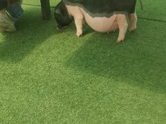 -小鱼草莓采摘园农家乐·小鱼餐厅