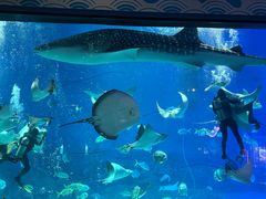 -烟台海昌鲸鲨海洋公园