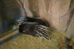 -酷嗒动物文化乐园(cutezoo西溪乐天城店)