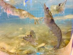 活虾-乔哥铭洋海鲜自助(皇城恒隆广场店)