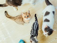-松果猫咖(桐乡吾悦金街店)