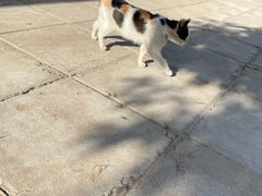 -北京京卫宠物寄养训练中心