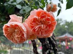 -清湖文化公园