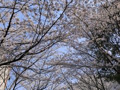 -高东镇樱花园