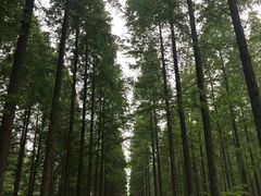 -黄海国家森林公园