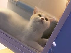 -喵的天空名猫咖啡馆·撸猫·猫舍·用品