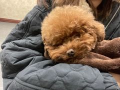 -宠爱国际动物医院· 猫科· 外科·中兽医(长白店)