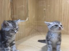 -屋虎猫馆(宝安大仟里店)