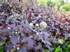 景点-湖光岩风景区