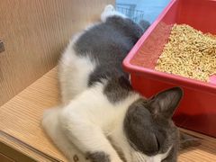 -Pets First伊珊娜洗护·精致美容·家庭式寄养(新会路店)