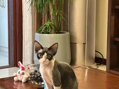 -pd派德宠物中心医院24H急重症·眼科中心·血液透析中心(嵩山北路店)